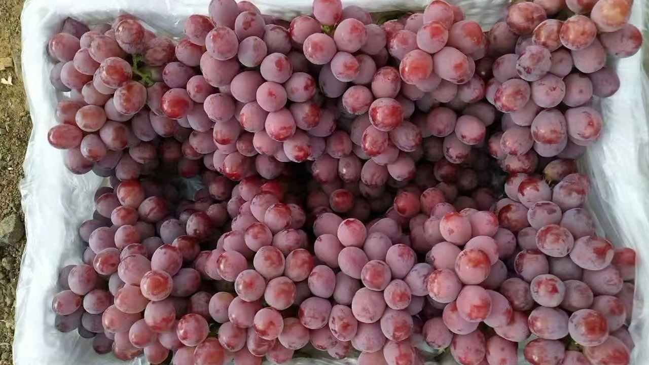 生鮮水果冷鏈運(yùn)輸