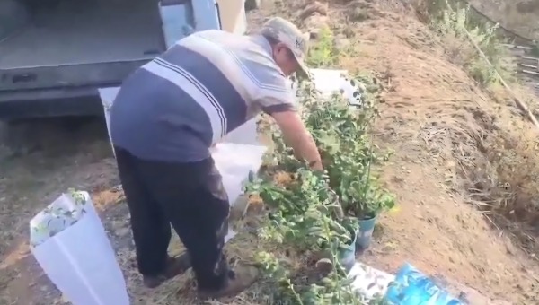 藍莓苗整車運輸到大理洱源 藍莓苗整車運輸到大理洱源